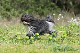 PETIT CHIEN LION 258